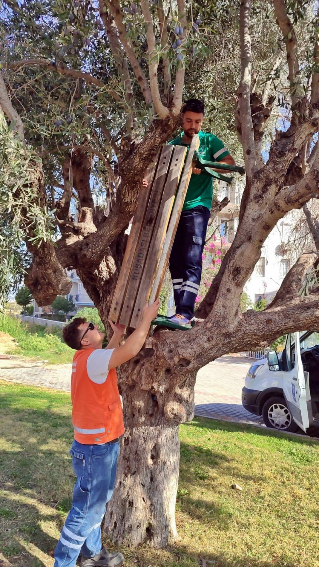 Zeytin ağacına asılı halde bulundu! Belediye ekipleri güçlükle indirebildi 5